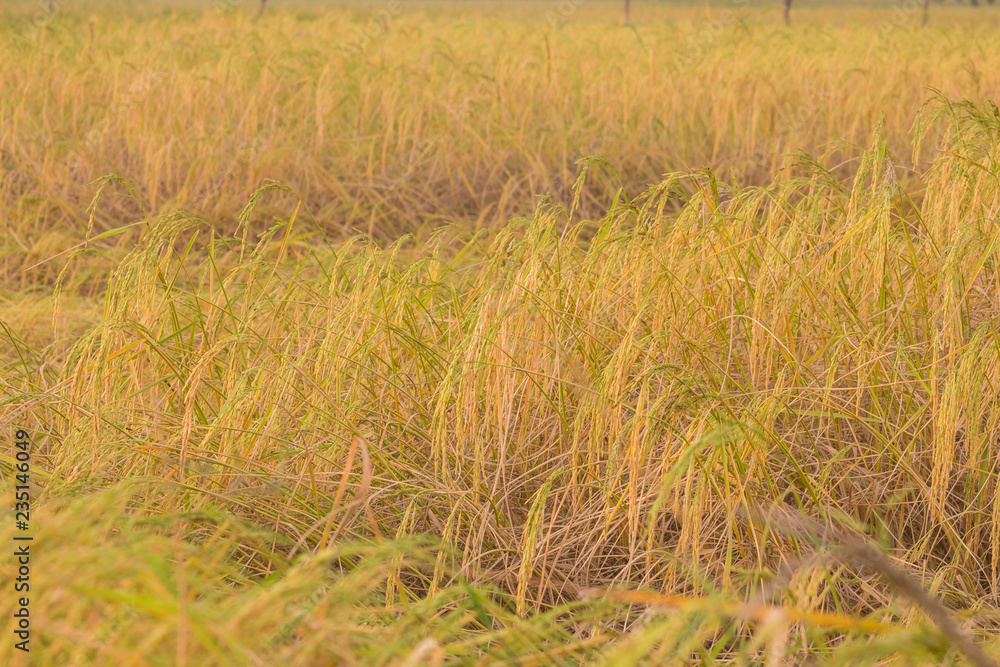 Fototapeta premium Jasmine rice