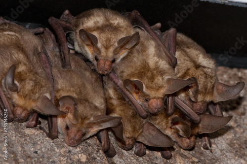 Pallid Bat group taken in SE Arizona in the wild photo