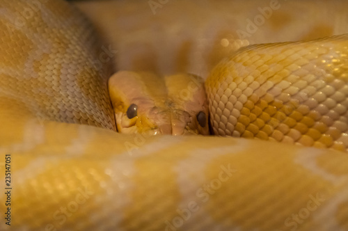 Yellow snake (Elaphe sauromates)