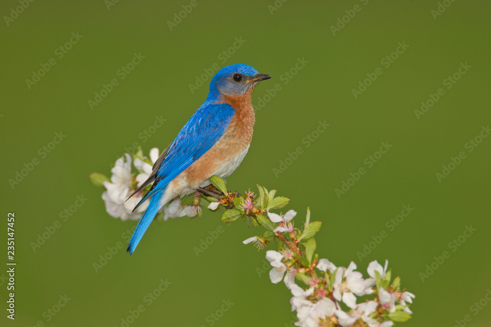 Eastern Bluebird on flowers taken in southern MN in the wild