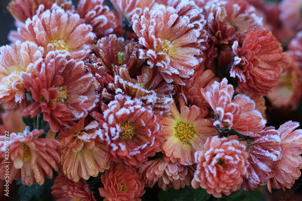 Red chrysanthemums are covered with frost. Cold November morning.