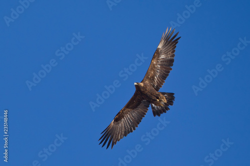 Golden Eagle adult in flight taken in Yellowstone NP Wyoming