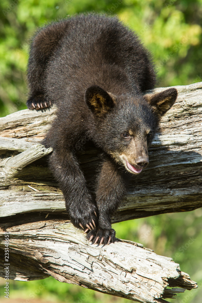 Black Bear cub taken in central MN under controlled conditions Black Bear cub taken in central MN under controlled conditions