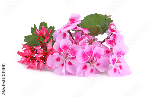 Fototapeta Naklejka Na Ścianę i Meble -  Géranium Fireworks et Zonal