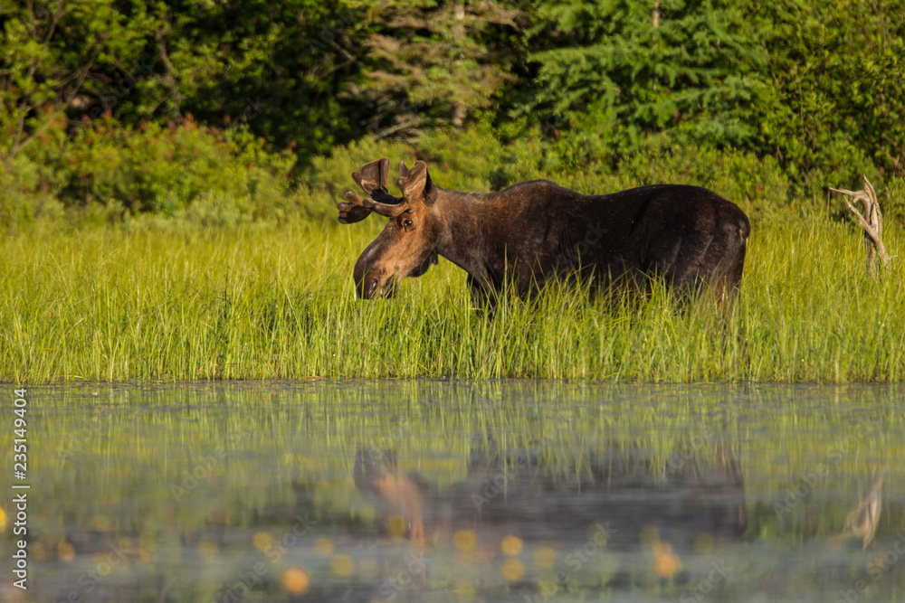 Moose at waters edge taken in Algonquin PP Canada Moose at waters edge taken in Algonquin PP Canada
