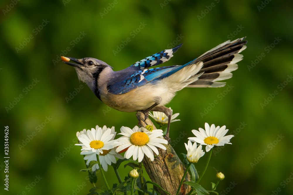 Obraz premium Blue Jay with flowers taken in central MN