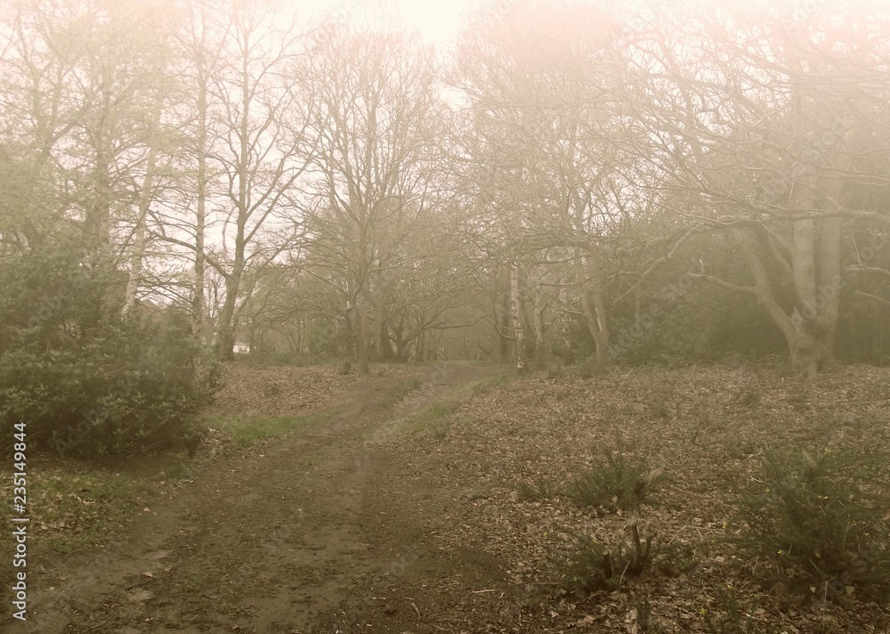 woodland misty morning inautumn