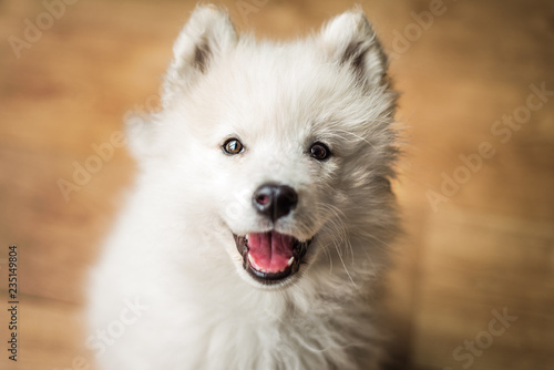 Samoyed puppy looking up at the camera with a happy, smiling expression