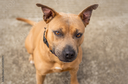 A beautiful brown and blue / grey Pit Bull mix dog looks up at the camera, at the animal shelter where he is waiting for a home