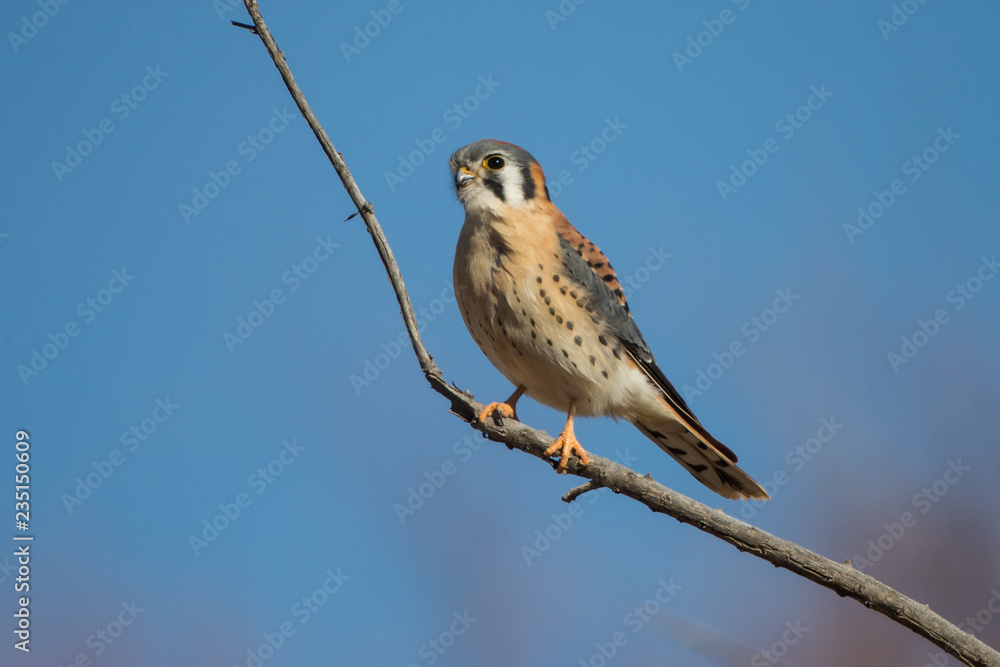 Fototapeta premium American Kestrel male taken in southern New Mexico in the wild