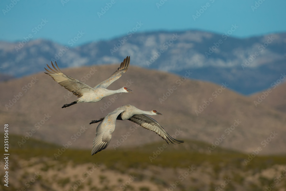Sandhill Crane pair in flight taken in southern New Mexico Sandhill Crane pair in flight taken in southern New Mexico