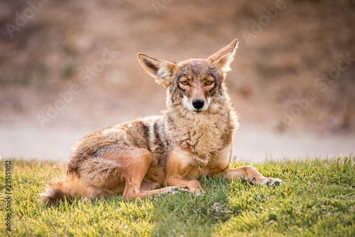 Obraz na plátně A fearless wild coyote lays in the grass at a park in Los Angeles, Southern California, near sunset