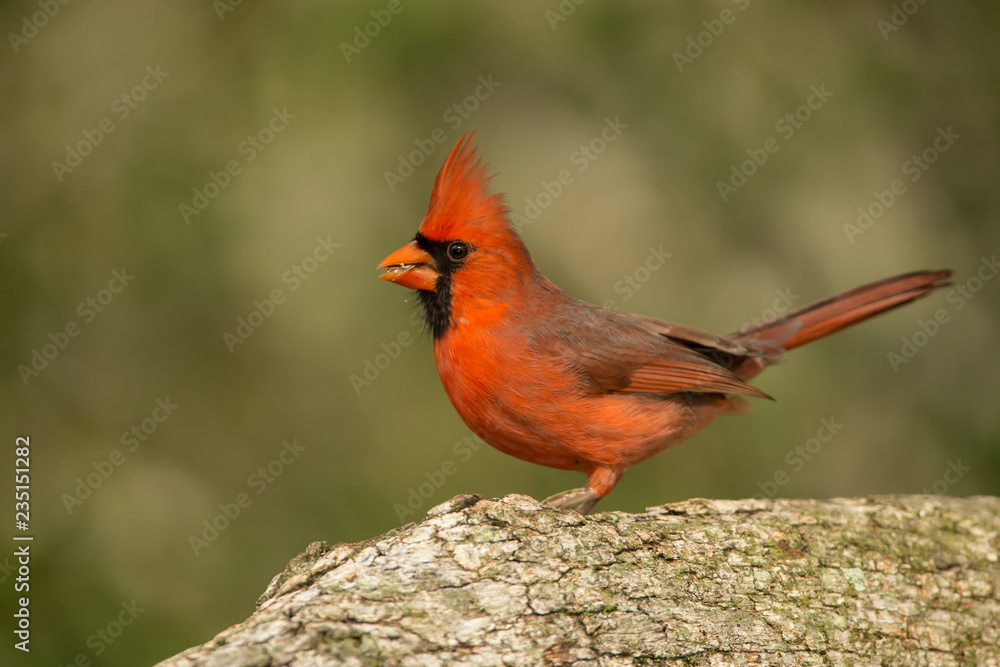 Fototapeta premium Northern Cardinal taken in coastal Texas in the wild