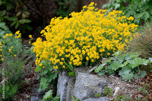 Steingartenpflanze mit gelben Blüten – Stock-Foto | Adobe Stock