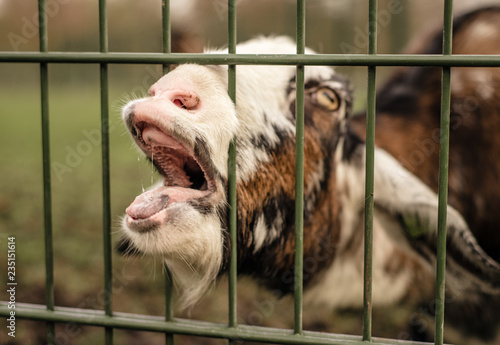 A comical, funny goat sticks its nose through the bars at a petting zoo and opens its mouth, showing gums and no teeth. Funny, silly, close-up of a domestic pet goat.