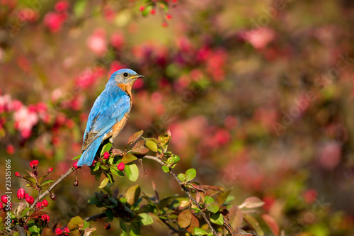 Photography Eastern Bluebird male taken on crabapple taken in southern MN in the wild