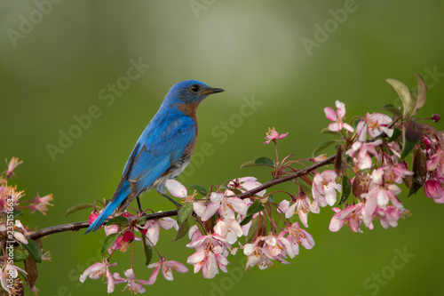 Eastern Bluebird male taken in southern MN in the wild © Stan