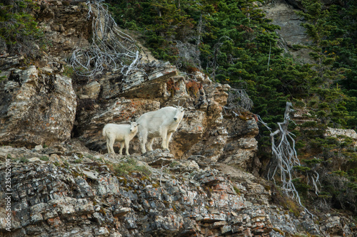Moutain Goat adult with kid taken in Glacier NP Montana
