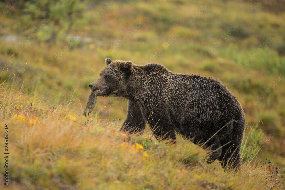 Fototapeta premium Grizzly Bear eating Arctic Ground Squirrel taken in Denali NP