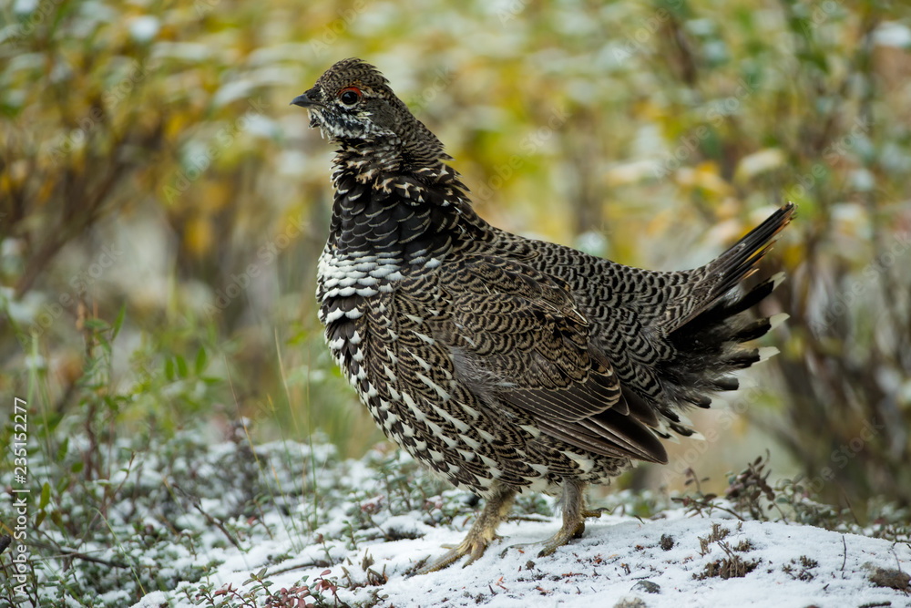 Spruce Grouse female taken in Denali National Park Alaska Spruce Grouse female taken in Denali National Park Alaska