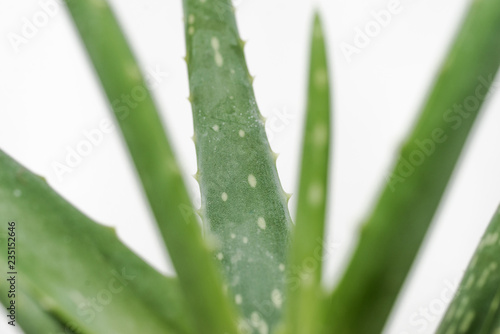 Close-up of an Aloe Vera plant on a white background