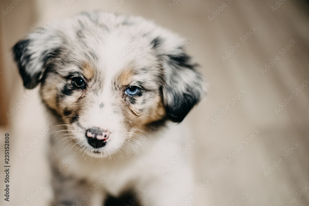 Blue Merle Australian Shepherd Puppy Blue Merle Australian Shepherd Puppy