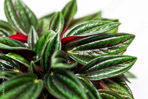 Wallpaper Mural Closeup of a cultivated peperomia houseplant in a white pot with a white background. Leaves are green on top and red underneath. Torontodigital.ca