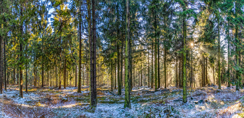 sunrise in early morning in the forest with bright sunbeam sunrise in early morning in the forest with bright sunbeam