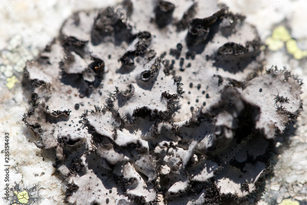 lichen covered rock