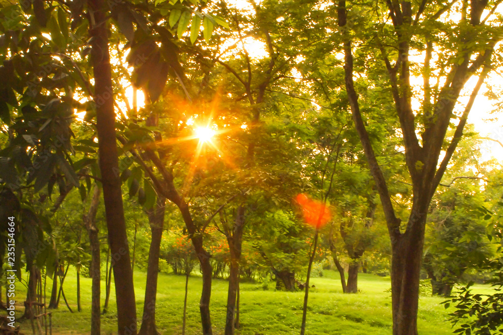 Obraz premium Green lawn with trees in park under sunny light twilight