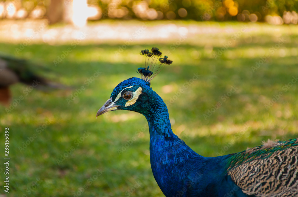 Portrait of peacock in cage at zoo, bokeh background. (Pavo Cristatus) Portrait of peacock in cage at zoo, bokeh background. (Pavo Cristatus)