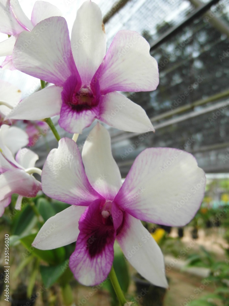 Obraz premium Orchid