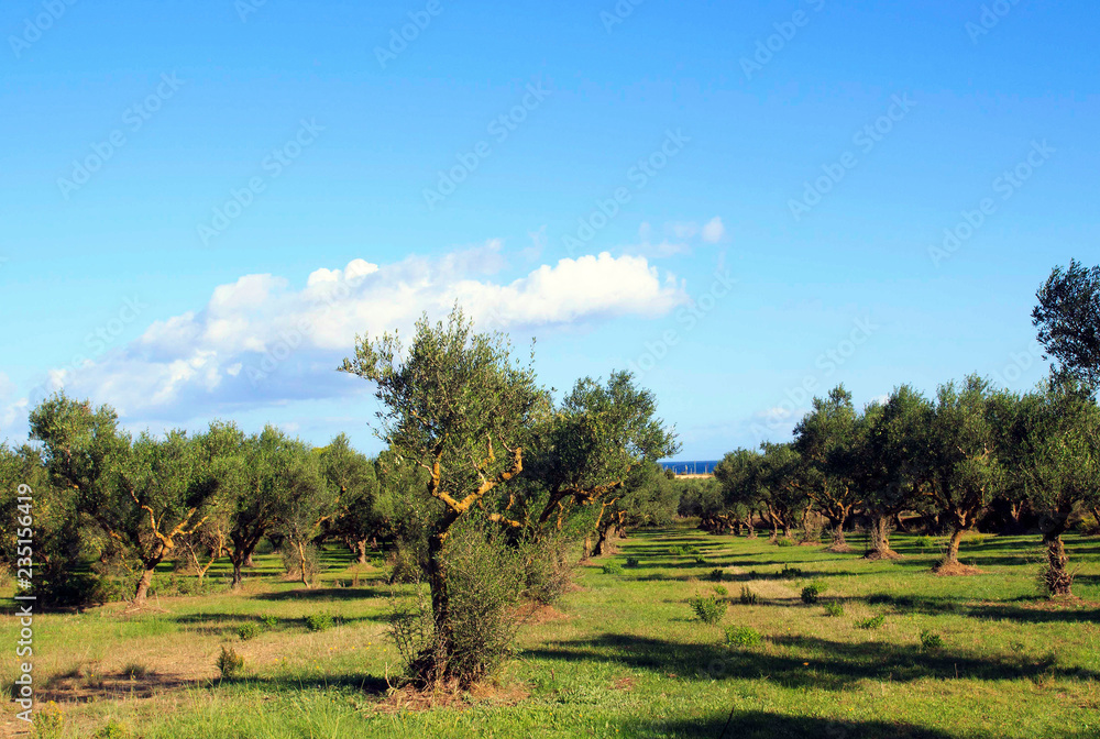 Olive garden with green grass. Greece. Zakynthos.