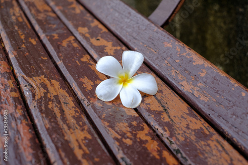 frangipani flowers on wood bench