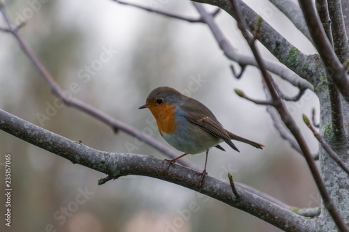 Robin on branch in a wintry atmosphere.