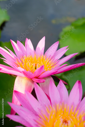 Macro photo of pink lotus flower