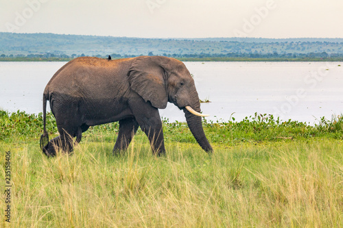 Canvas Print elephant by water