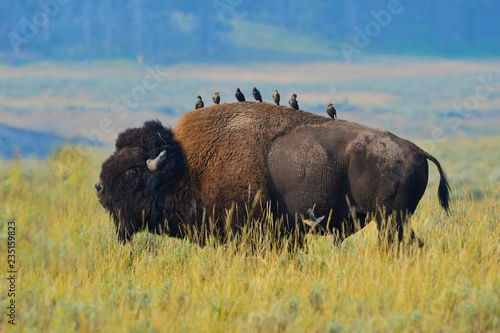 Buffalo with birds on its back