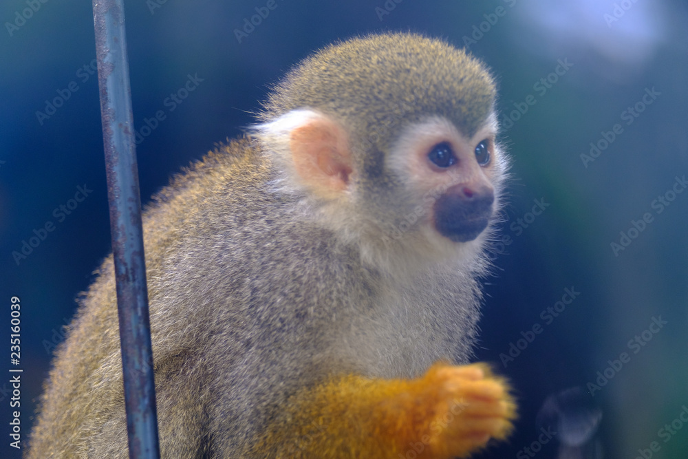 Obraz premium little squirrel monkey in closeup