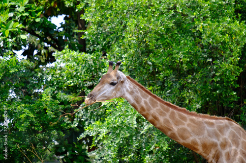 closeup giraffe in the zoo