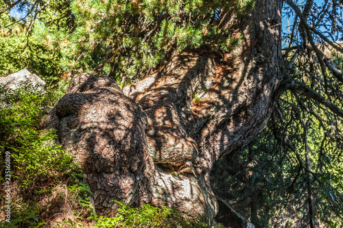 pine tree 2