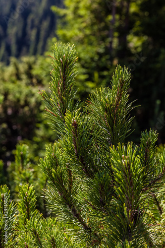 pine