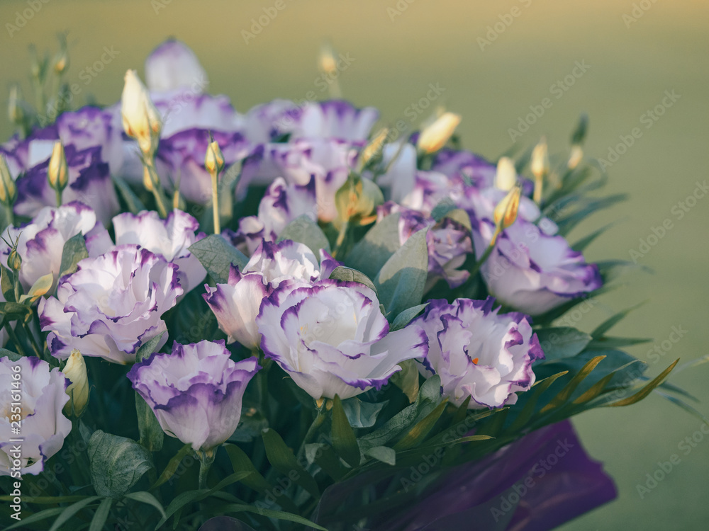 Fresh flowers of Lisianthus close-up for your wedding decoration. Beautiful bouquet of Eustoma, white petals with violet borders at blur green background.