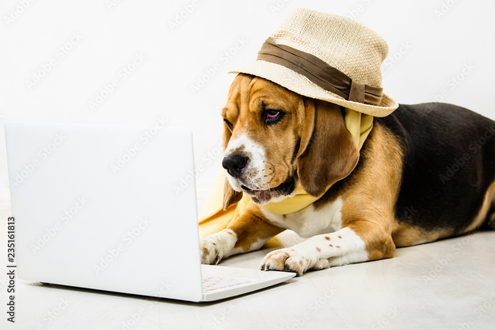 stylish cute funny beagle dog with a hat is watching an internet game laptop on the floor