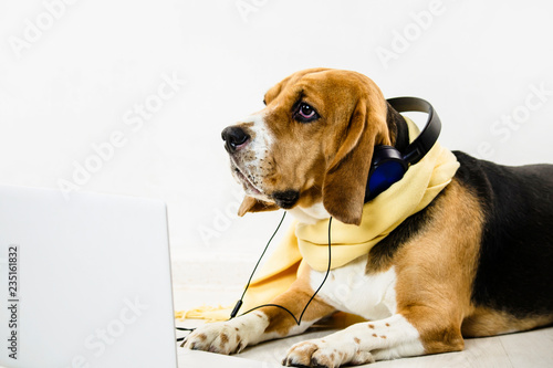 stylish cute funny beagle dog watching laptop and listening to music on the floor