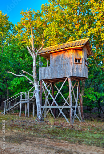 Nice wooden house in the branches of the tree © phadventure