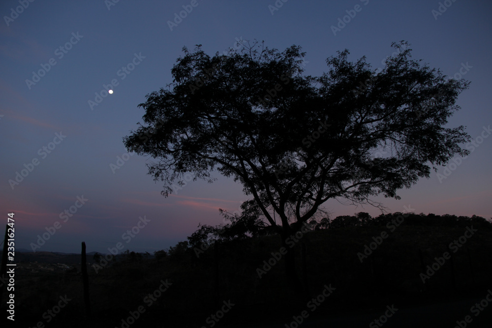 Fototapeta premium silhouette of tree at sunset