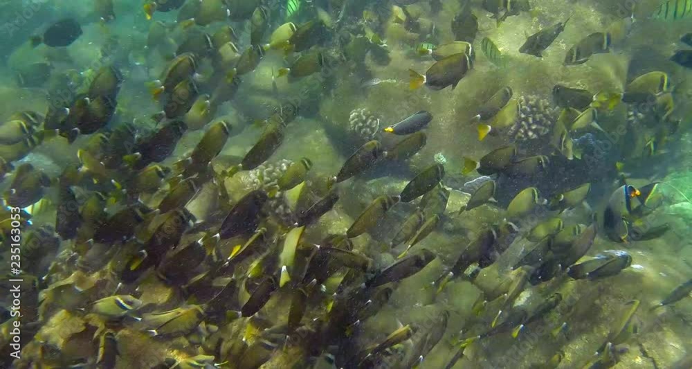 Snorkeling in Hawaii large schools of fish from above Snorkeling in Hawaii large schools of fish from above