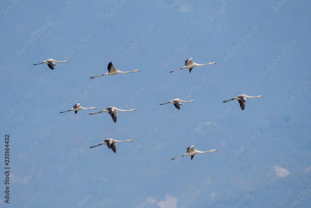 Greater flamingos (Phoenicopterus roseus ) flying in formation Greater flamingos (Phoenicopterus roseus ) flying in formation