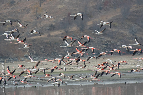 Greater flamingos (Phoenicopterus roseus ) flying in formation